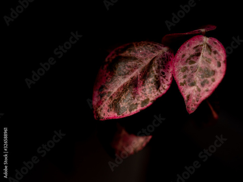 赤い葉の植物のクローズアップ写真