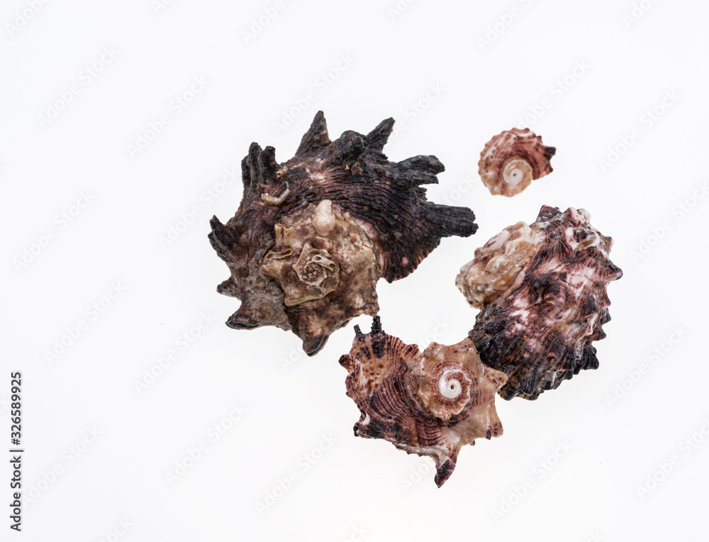 Obraz premium Shells collection : set of various mollusk shells on white background.