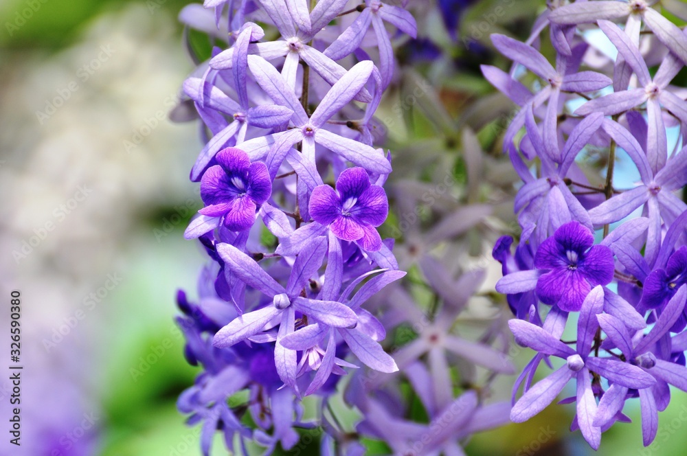 Beautiful purple-blue flowers and butterflies in the garden Beautiful purple-blue flowers and butterflies in the garden