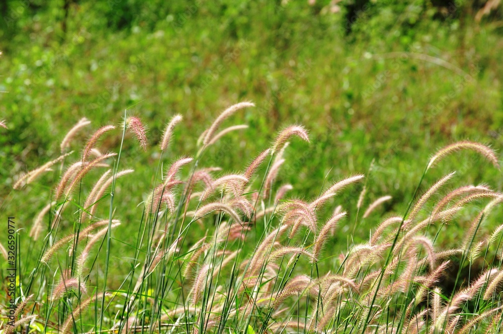 Grass flowers have a green background used as a background image. Grass flowers have a green background used as a background image.
