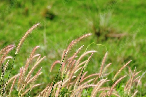 Grass flowers have a green background used as a background image.