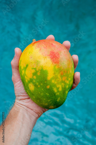 whole colorful mango in hand on pool background