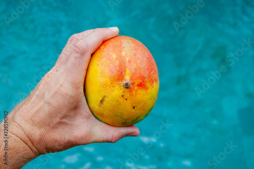 whole colorful mango in hand on pool background