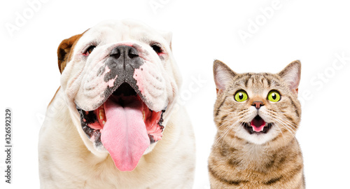 Adorable English Bulldog and funny cat Scottish Straight isolated on white background