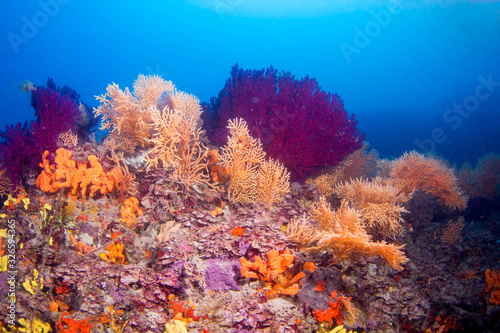 Red Corals Undersea