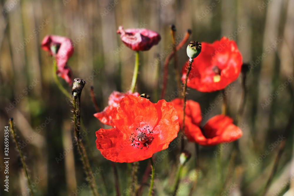 Fototapeta premium Corn poppies. Papaver rhoeas in a field.