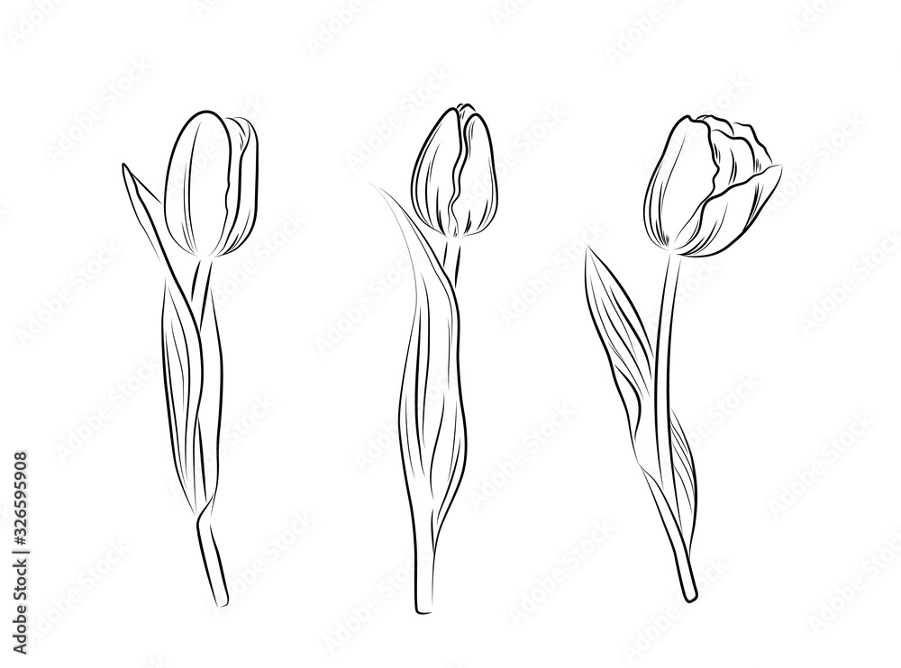 Fototapeta Ręcznie rysowane czarne tulipany na białym tle. Szkic ilustracji wektorowych