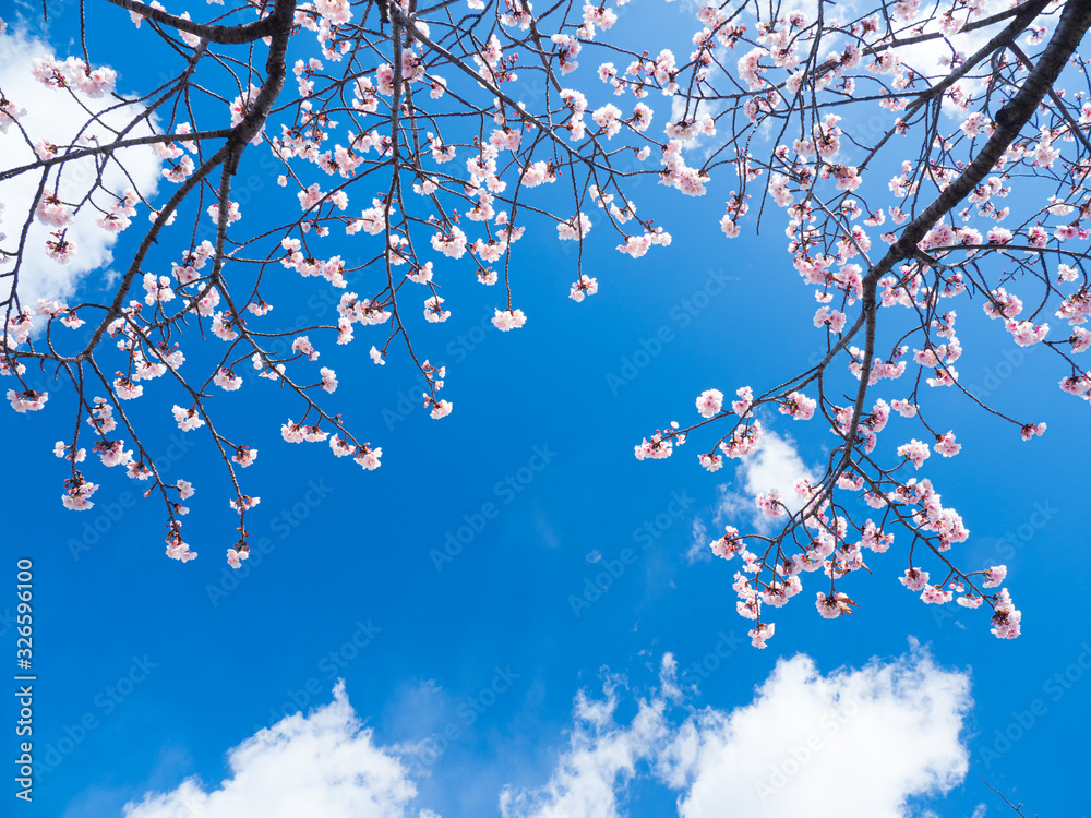 青空と桜の花 青空と桜の花