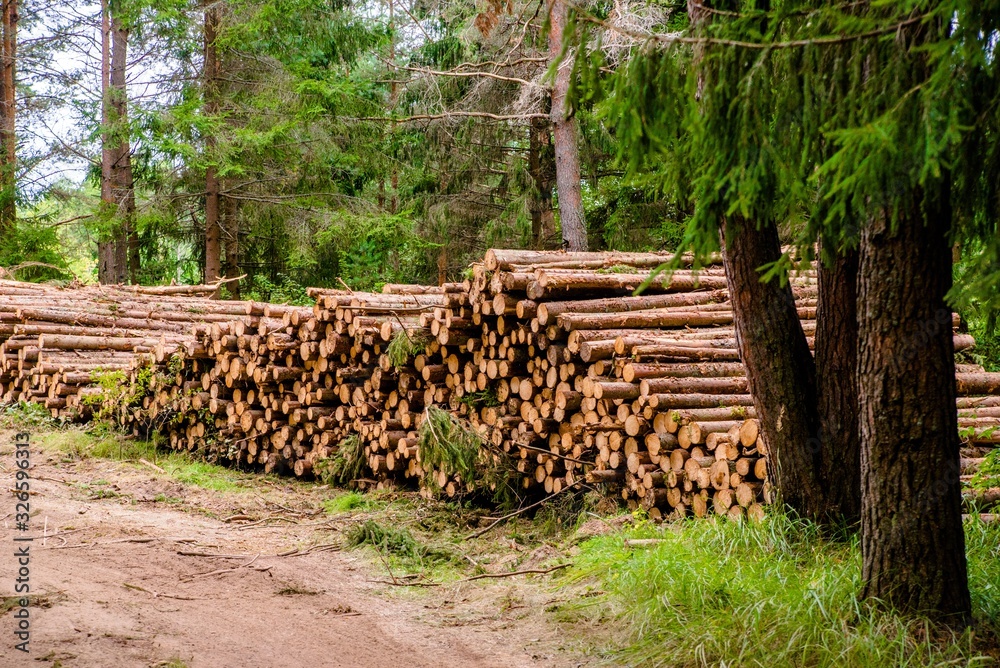Sawn pine trunks lie on the grass Sawn pine trunks lie on the grass
