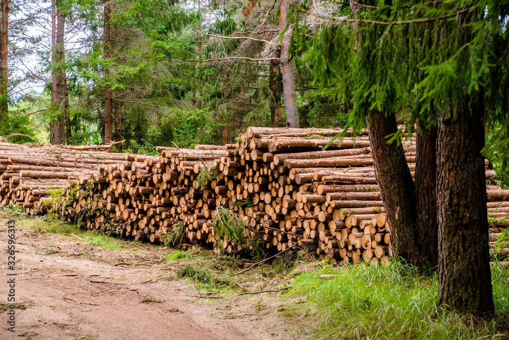 Sawn pine trunks lie on the grass