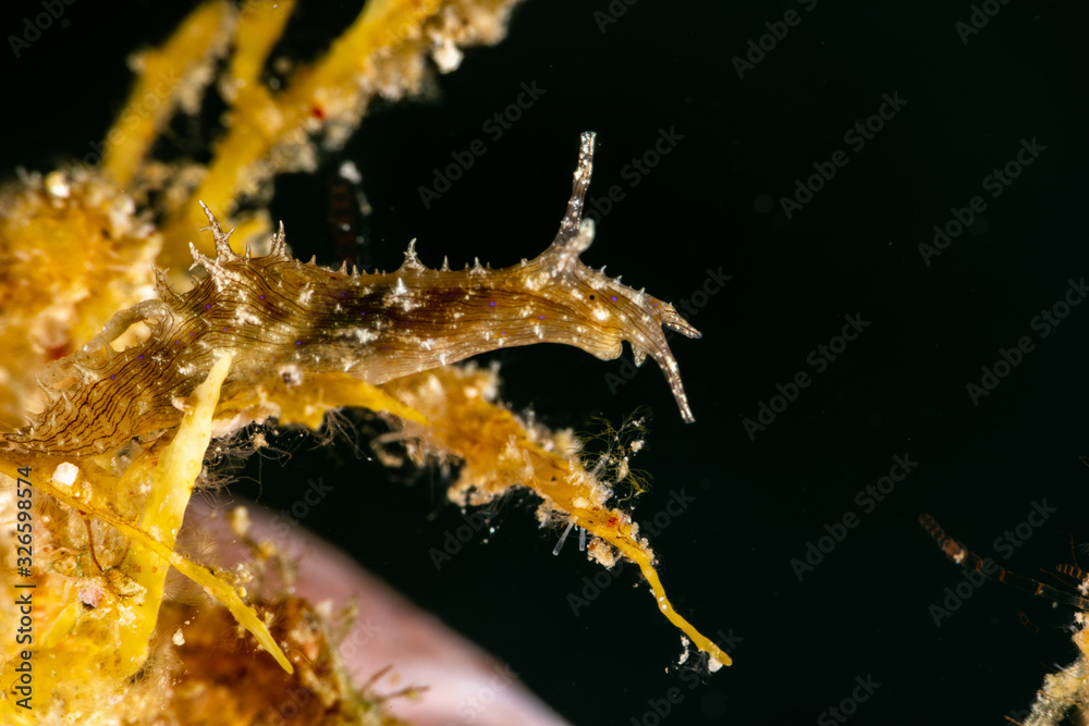 The most beautiful underwater snails of the Indian and Pacific Ocean The most beautiful underwater snails of the Indian and Pacific Ocean
