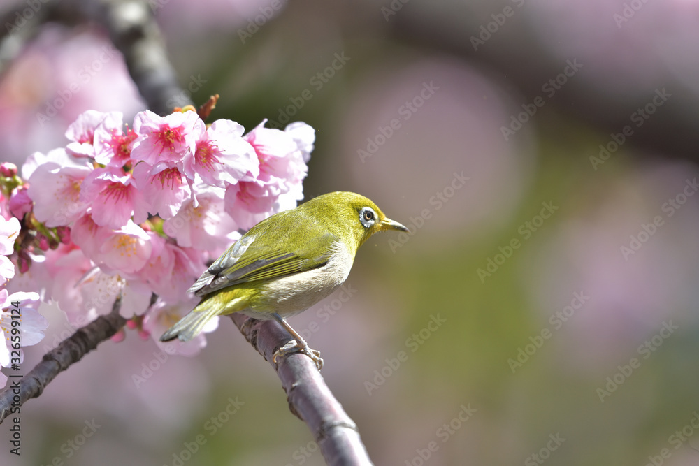 満開の大寒桜と緑色の美しい小鳥（メジロ）061