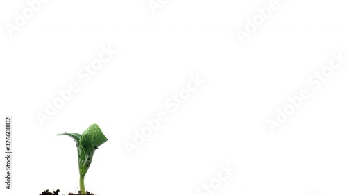 pumpkin growing time lapse on white background