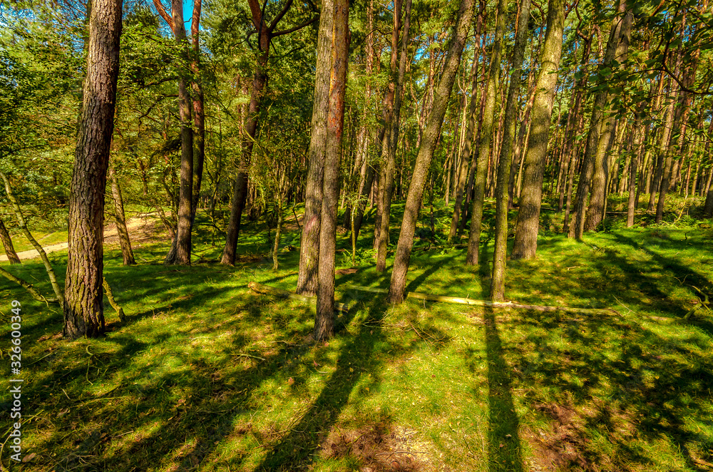 Fototapeta premium In der Heide in Haltern