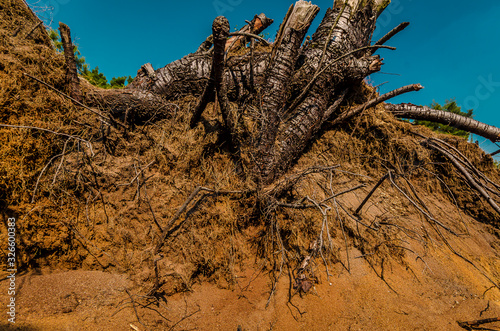 In der Heide in Haltern photo