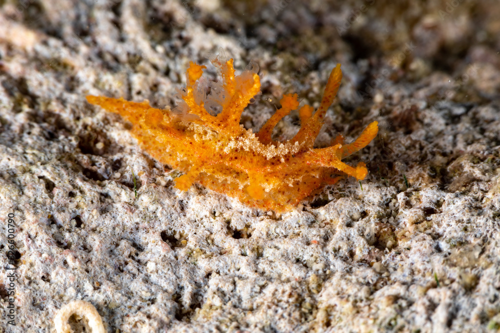 The most beautiful underwater snails of the Indian and Pacific Ocean The most beautiful underwater snails of the Indian and Pacific Ocean