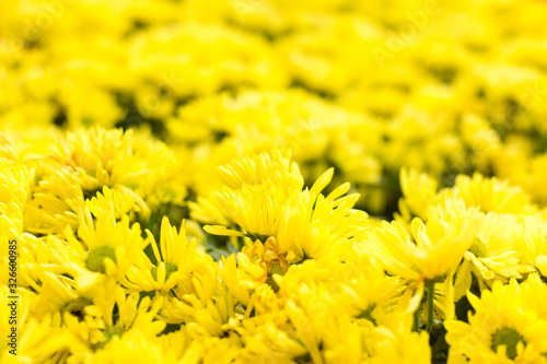 Defocused yellow flower field. Floral blur background.