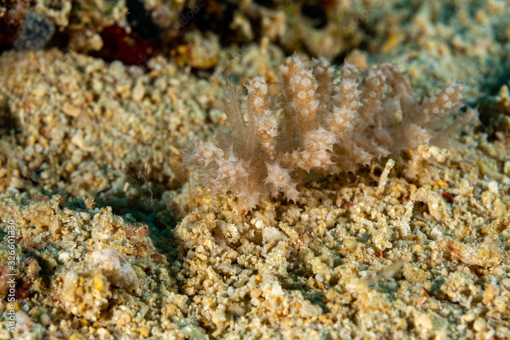 The most beautiful underwater snails of the Indian and Pacific Ocean The most beautiful underwater snails of the Indian and Pacific Ocean