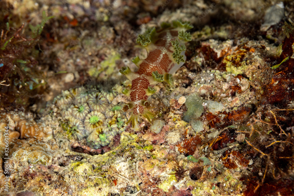 The most beautiful underwater snails of the Indian and Pacific Ocean