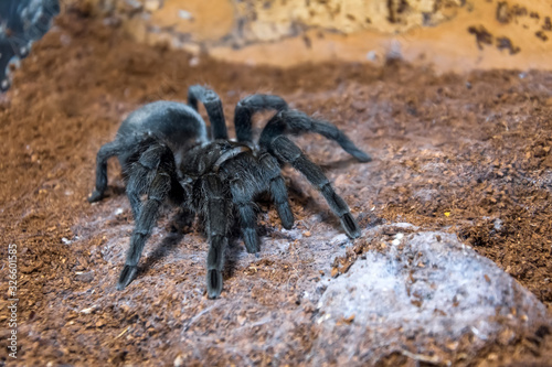 The black tarantula Grammostola pulchra spider sits on the ground.