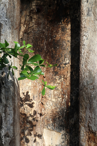 Wood texture and plant shadow