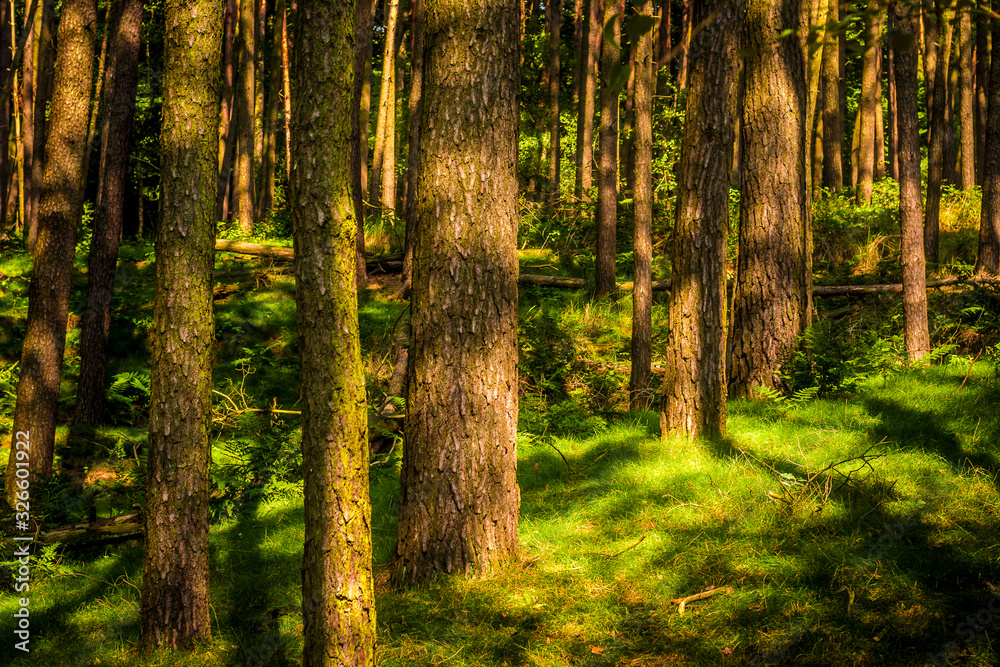 Naklejka premium In der Heide in Haltern