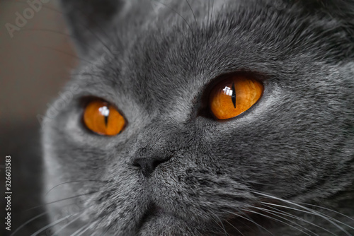 Shorthair british cat close up portrait