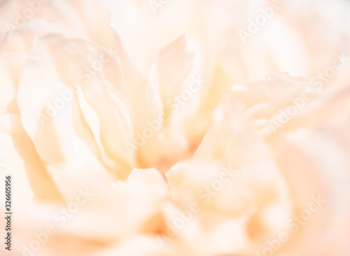 Bilde på lerret Beautiful close up softness pink rose petal background
