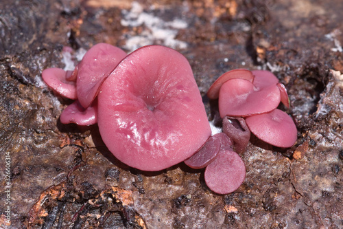 Ascocorine sarcoides o Ascocoryne cylichnium creciendo sobre madera. Hongos gelatinosos photo