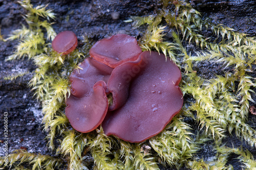 Ascocorine sarcoides o Ascocoryne cylichnium creciendo sobre madera. Hongos gelatinosos photo