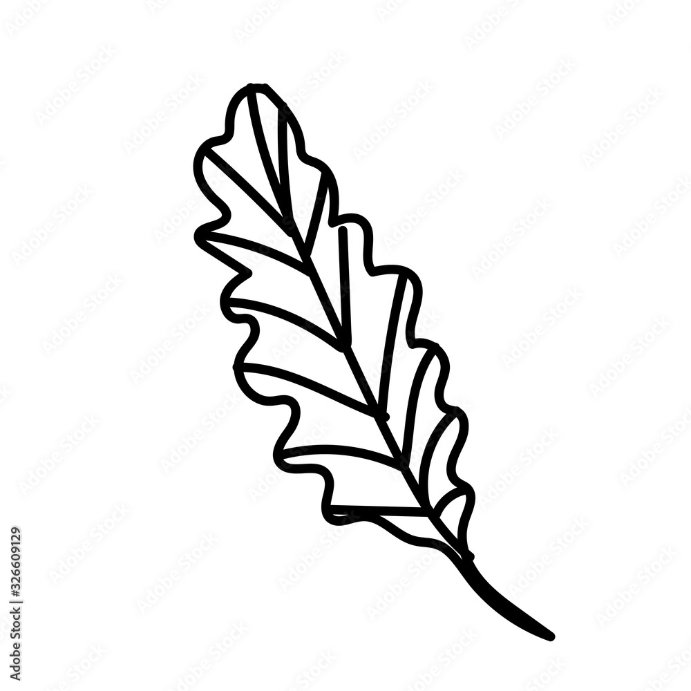Fototapeta premium The vector leaf of the Calathea hand drawn. Tropical and botanical illustration black line art on a white isolated background. Design for web,social networks,textiles,stickers, cards, packaging.
