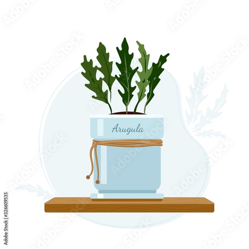 Arugula, garden rocket or rucola edible annual house plant in mason jar as a part of kitchen window sill herbs.