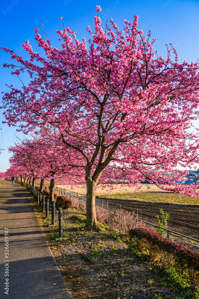 満開の桜並木 満開の桜並木