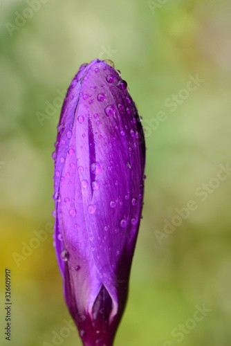 Close-up of a single closed bud of a purple crocus with drops of water against a green background in vertical format photo