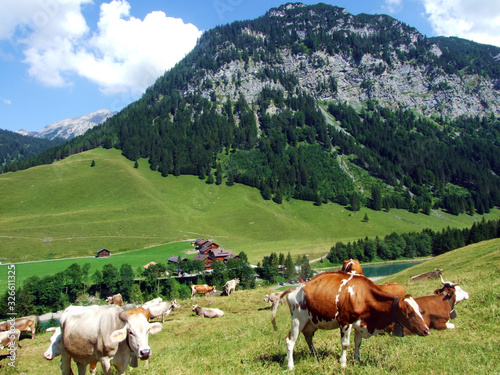 Cows on fertile alpine pastures in the fairytale valley of Saminatal and along the artificial lake Gänglesee (Ganglesee or Gaenglesee) - Steg, Liechtenstein photo