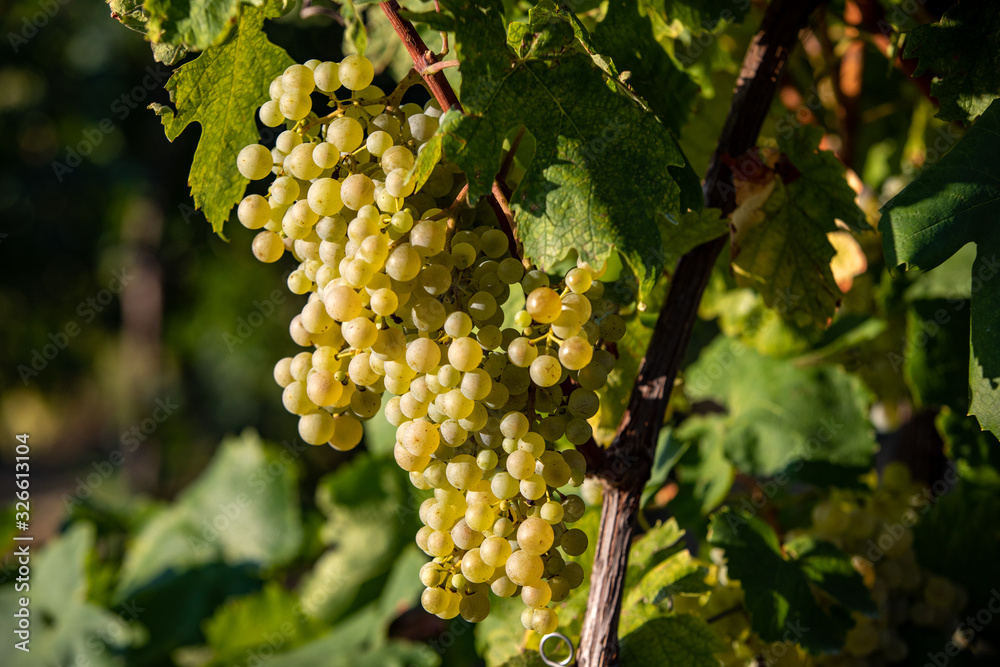 custom made wallpaper toronto digitalProsecco white grapes on a vineyard befor harvesting in Valdobbiadene hills. Veneto. Italy