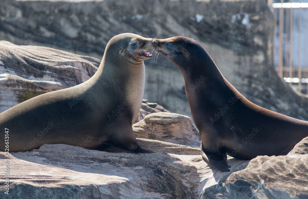 Obraz premium 動物園のカリフォルニアアシカ