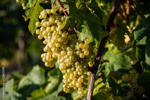 Wallpaper Mural Prosecco white grapes on a vineyard befor harvesting in Valdobbiadene hills. Veneto. Italy Torontodigital.ca