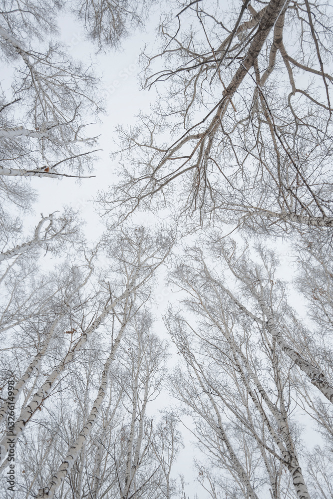 Low angle shot of trees covered with snow with a clear white sky in the background Low angle shot of trees covered with snow with a clear white sky in the background