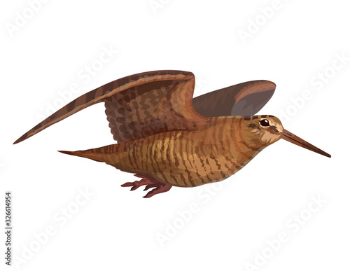 Realistic wooscock isolated on white sandpiper flying forest bird vector animal