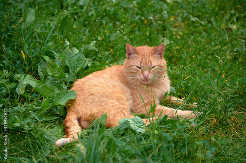 A red cat lies on the green grass. Cat on the street on a summer day.