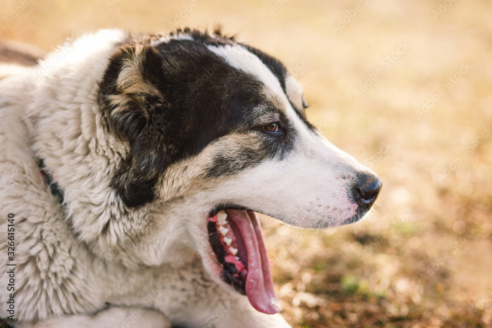 dog alabai central asian shepherd closeup portrait dog alabai central asian shepherd closeup portrait
