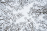 Low angle shot of trees covered with snow with a clear white sky in the background