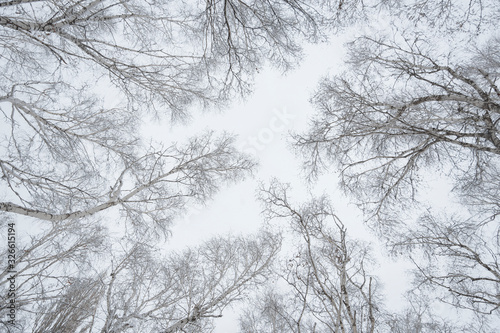 Fototapeta Naklejka Na Ścianę i Meble -  Low angle shot of trees covered with snow with a clear white sky in the background