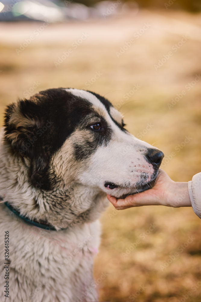 dog alabai central asian shepherd closeup portrait dog alabai central asian shepherd closeup portrait