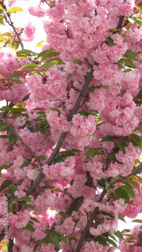 Bright pink flowers on sakura branch