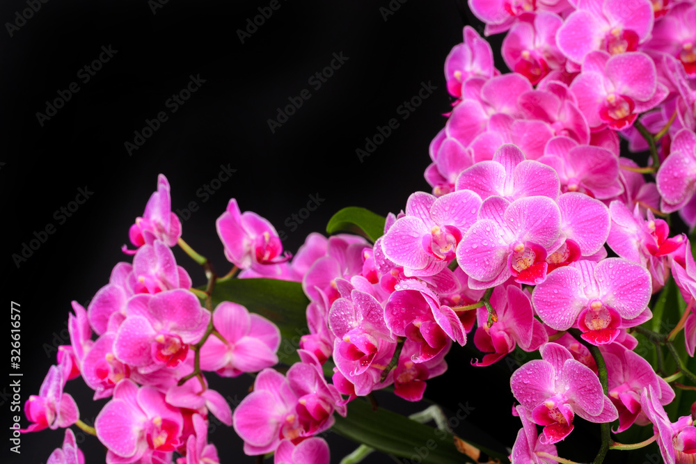 Pink orchid close up view on black background. - Image Pink orchid close up view on black background. - Image