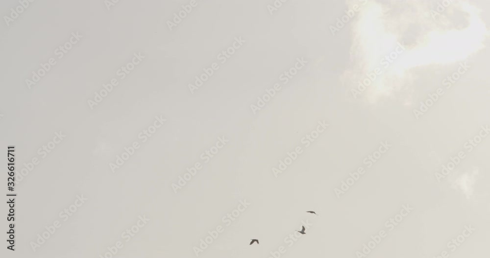 Amazing Shot of 3 Birds Flapping Wings in Unison Against Cloudy Sky