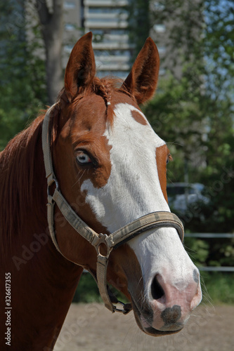 Pferde Porträt © Asray Laleike