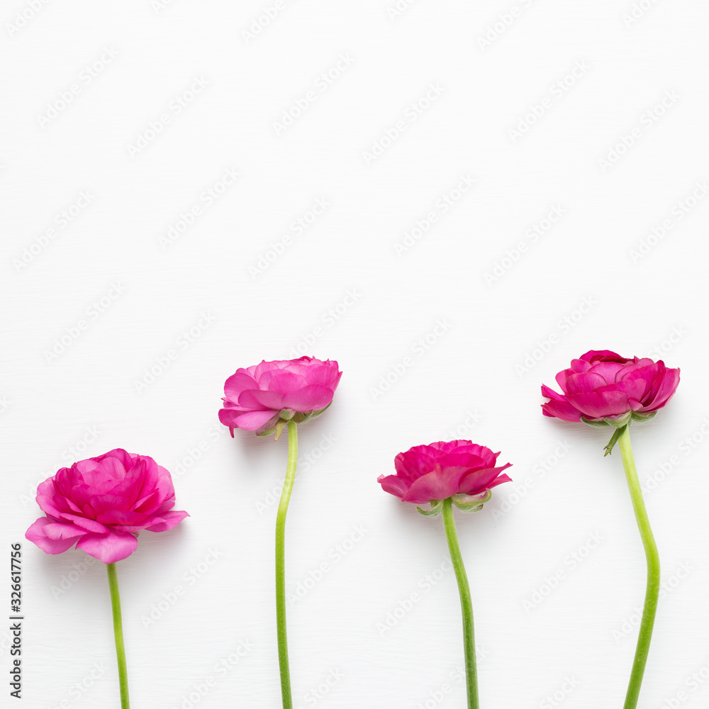 Pink ranunculus flowers on white background. Floral composition, flat lay, top view, copy space Pink ranunculus flowers on white background. Floral composition, flat lay, top view, copy space